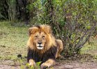 Judy Smith - Male Lion at Rest, Kenya.jpg : 7D II, Kenya, Masai Mara, Card 4, lion, male